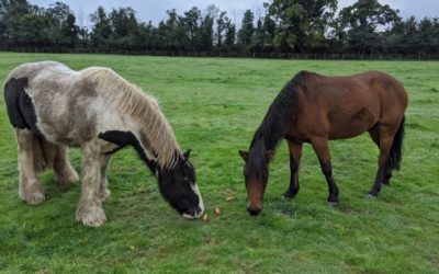 Dougal dines with….Jack