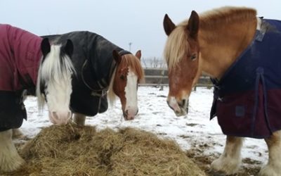 Diamond Winter Hay Appeal – please help us!