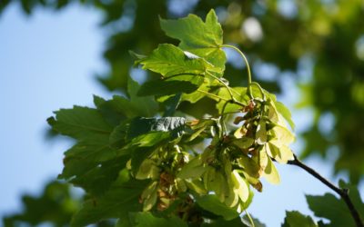 Sycamore Trees